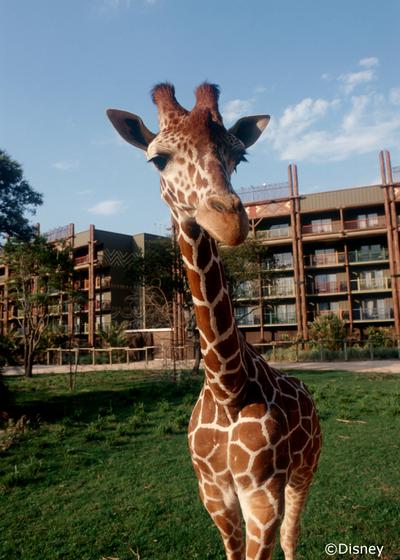 Disney's Animal Kingdom Lodge